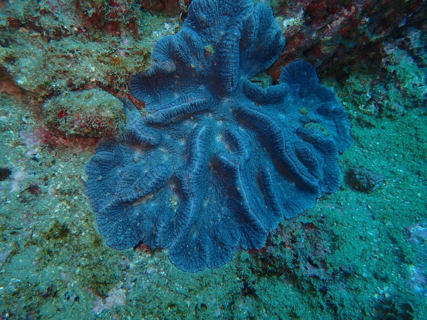 ヒロクチダイノウサンゴ